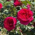 Rouge Royal Rose Cuttings – 3 Unrooted Rosa 'Rouge Royal' for Rooting or Grafting