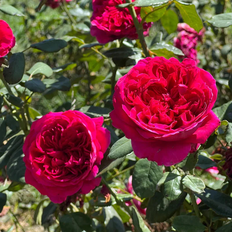 Rouge Royal Rose Cuttings – 3 Unrooted Rosa 'Rouge Royal' for Rooting or Grafting