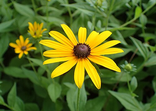 Black-Eyed Susan Rudbeckia Hirta Bare Root Plants — 3 Native Perennial Wildflowers