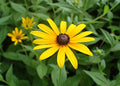 Black-Eyed Susan Rudbeckia Hirta Bare Root Plants — 3 Native Perennial Wildflowers