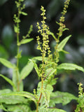Blood y Dock Bare Root Rumex sanguineus – Red-Veined Sorrel, Cold Hardy Perennial