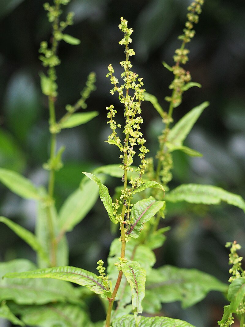 Blood y Dock Bare Root Rumex sanguineus – Red-Veined Sorrel, Cold Hardy Perennial