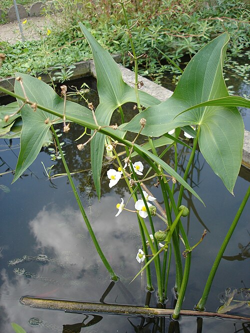 Sagittaria latifolia Seeds | Common Arrowhead Duck Potato 500 Seeds Native Aquatic Perennial