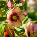 Hellebore Sandy Shores (Helleborus x hybridus) – Established Gallon Plant, Lenten Rose, Shade Perennial