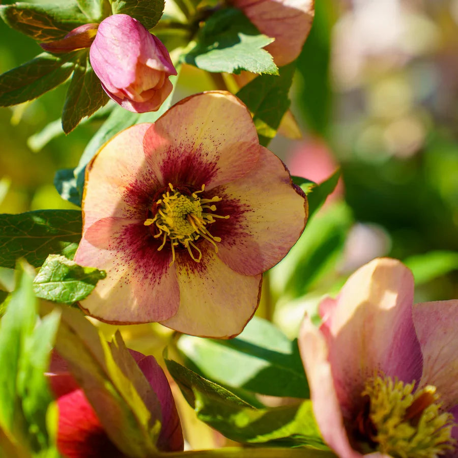 Hellebore Sandy Shores (Helleborus x hybridus) – Established Gallon Plant, Lenten Rose, Shade Perennial