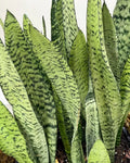 Sansevieria Snake Plant Starter Leaf Cuttings – 9 Unrooted 4–6" Hawaii Grown Organic