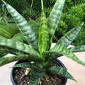 Sansevieria parva Rare Snake Plant Starter 4–8" Tall | Live rooted starter plant