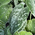 12-Inch Variegated Silver Satin Pothos Cutting | Scindapsus pictus Rooted Cutting