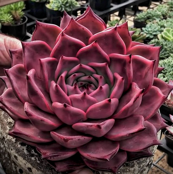 Echeveria Agavoides ‘Romeo Rubin’ - 2" Bare Root Red Succulent