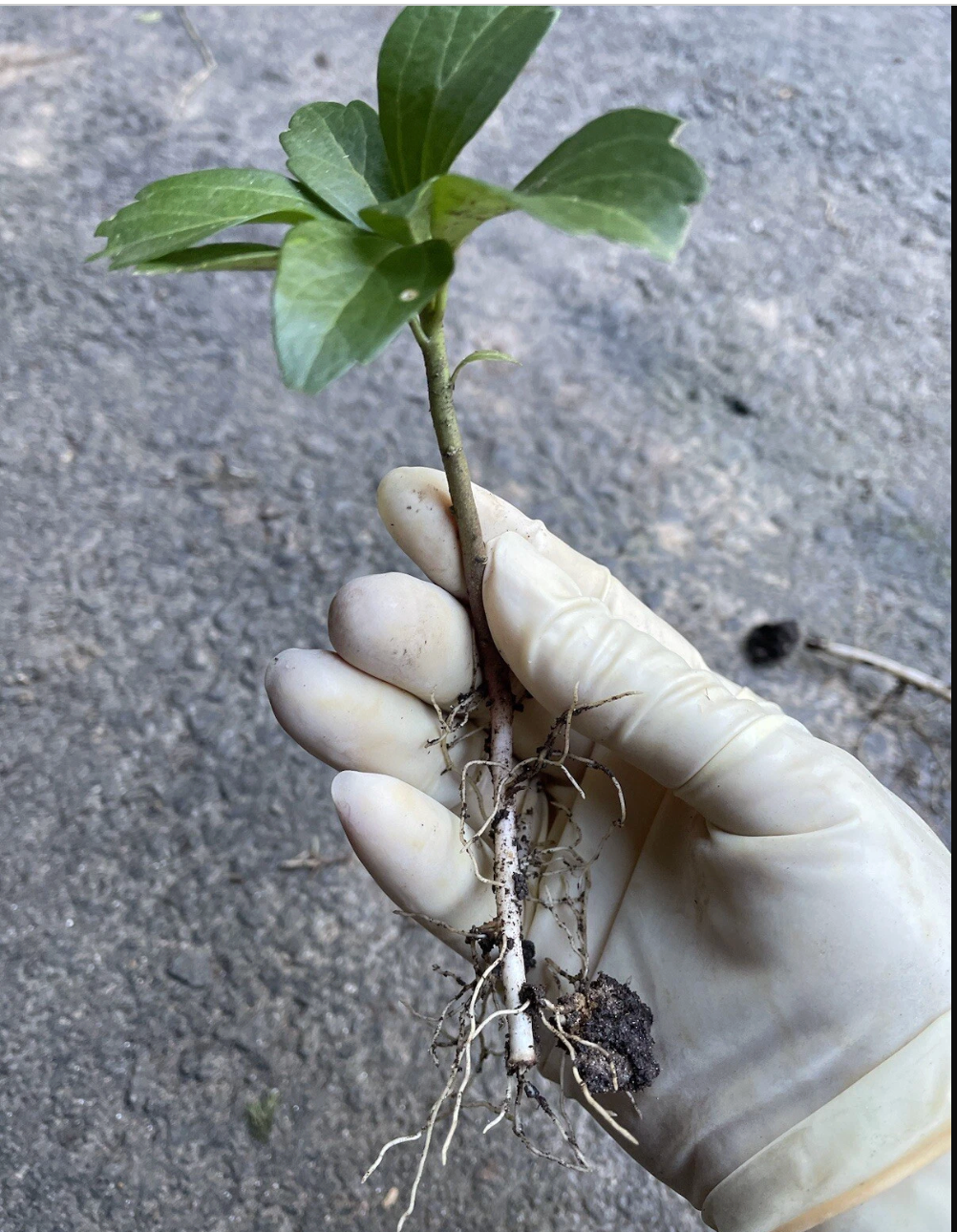 Pachysandra Ground Cover Plants - 20 Well-Established Plants with Roots (Pachysandra terminalis)