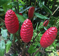 Ginger Shampoo Plant (Zingiber zerumbet) Bareroot 6–8" | Awapuhi - Tropical Medicinal