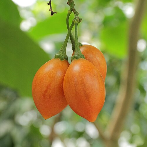 Solanum betaceum 'Camo' Tree Tomato Cuttings (6 Unrooted) – Rare Tamarillo Variety