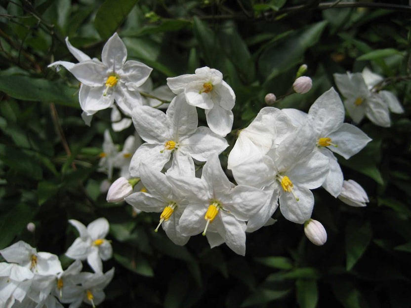 Potato Vine Solanum jasminoides – 1 Gallon Live Plant