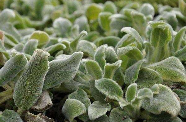 Silver Carpet Lamb’s Ear Stachys byzantina ‘Silver Carpet’ — 4-Inch Live Pot