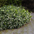 Star Jasmine Plant (Trachelospermum jasminoides) - Rooted Stem Live Plant