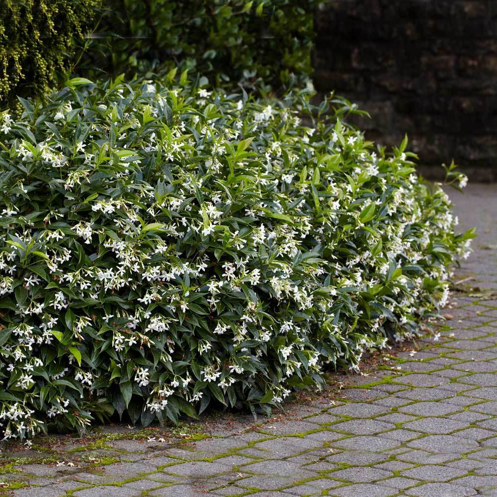 Star Jasmine Plant (Trachelospermum jasminoides) - Rooted Stem Live Plant