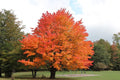 Sugar Maple Tree (Acer saccharum) Live Bareroot 10–18" Tall — Zones 3–8