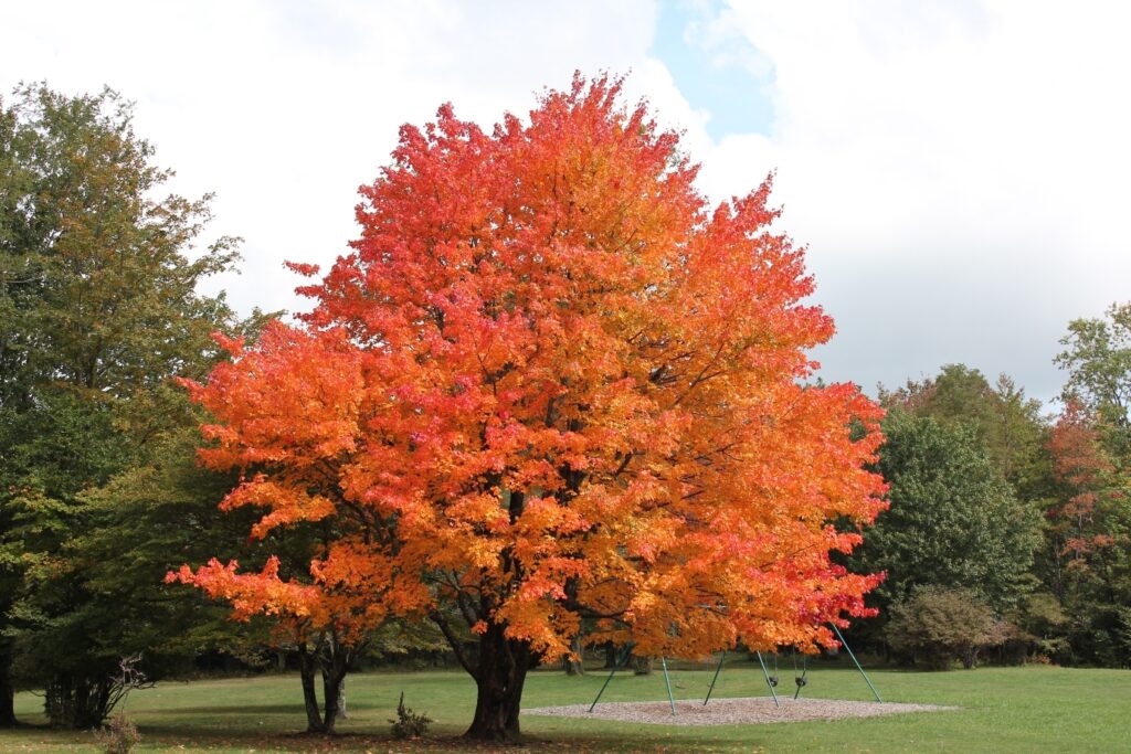 Sugar Maple Tree (Acer saccharum) Live Bareroot 10–18" Tall — Zones 3–8