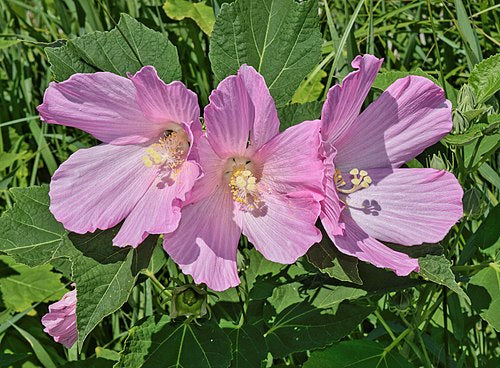 Hibiscus moscheutos Seeds (Swamp Rose Mallow) - 30 Non-GMO Seeds