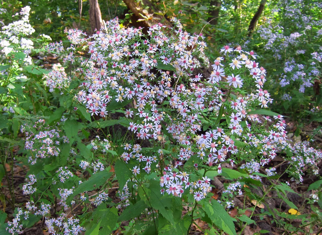 Heart-leaved Aster (Symphyotrichum cordifolium) Seeds - 500 Non-GMO Native Perennial