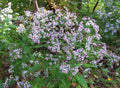 Heart-leaved Aster (Symphyotrichum cordifolium) Seeds - 500 Non-GMO Native Perennial