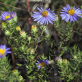 Symphyotrichum oblongifolium Seeds (Aromatic Aster) - 100 Non-GMO Native Perennial Wildflower