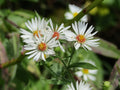 Symphyotrichum pilosus Seeds (Heath Aster) - 100 Premium Non-GMO Seeds for Pollinator Gardens