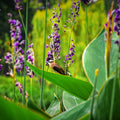 Thalia dealbata (Hardy Water Canna) Live Bareroot Plant – Cold-Hardy Lavender-Blue Flower Spikes