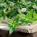 Peppermint Plants - 8 Rooted Mint Plants 8–15" Tall | Organic Live Perennial Mint for Tea, Cooking & Containers
