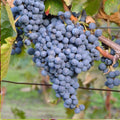Thomcord Seedless Grape Cuttings - 5 Unrooted Vitis vinifera Trellis Vine Propagation