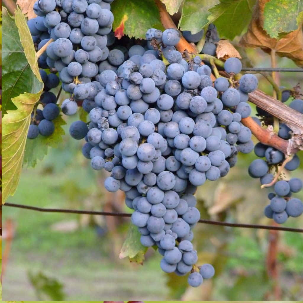 Thomcord Seedless Grape Cuttings - 5 Unrooted Vitis vinifera Trellis Vine Propagation