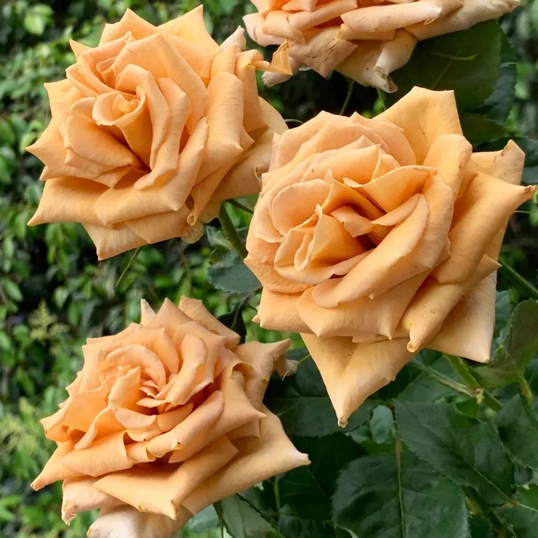 Toffee Ecuadorian Rose Cuttings (3 Unrooted) Rosa 'Toffee' - For Rooting & Grafting
