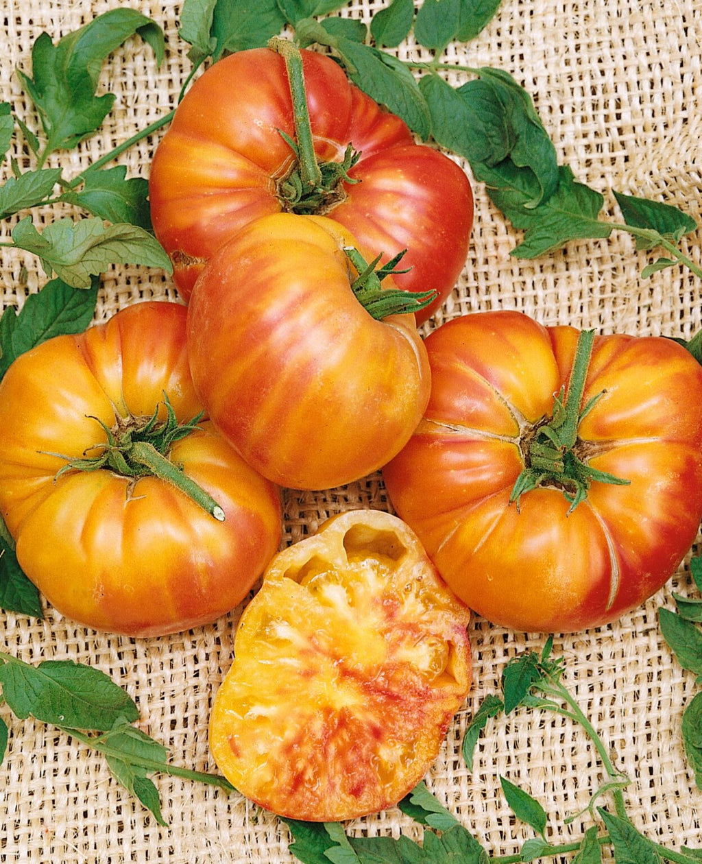 Old German Tomato Live Plants (Solanum lycopersicum) – 2 Plants, 6–10" – Rare Heirloom Slicer