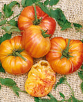 Old German Tomato Live Plants (Solanum lycopersicum) – 2 Plants, 6–10" – Rare Heirloom Slicer