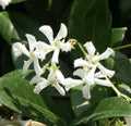 Organic Live Star Jasmine Unrooted Cuttings (Trachelospermum jasminoides) – Confederate Jasmine Vine