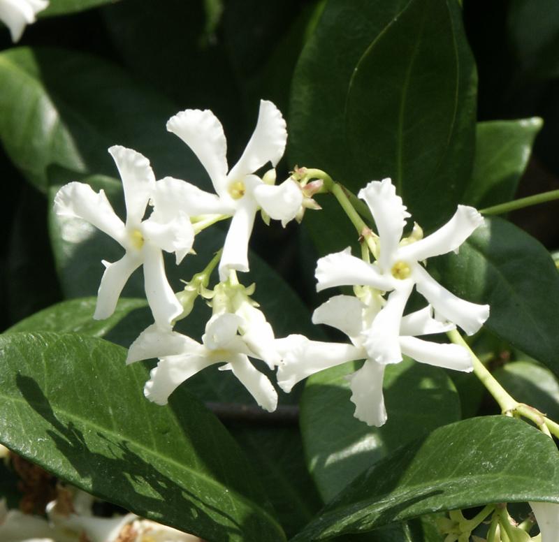 Organic Live Star Jasmine Unrooted Cuttings (Trachelospermum jasminoides) – Confederate Jasmine Vine