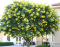 7 Crape Myrtle Cuttings – Lagerstroemia indica ‘Milk’ – Unrooted Flowering Shrub Starter Stems for Landscaping, Small Trees & Gardens