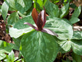 Purple Toad Trillium Bulbs (Trillium cuneatum) - 5 Bulbs | Sweet Betsy, Woodland Native