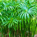 Live Dwarf Umbrella Palm (Cyperus alternifolius gracilis) Bare-root Water Garden Plant