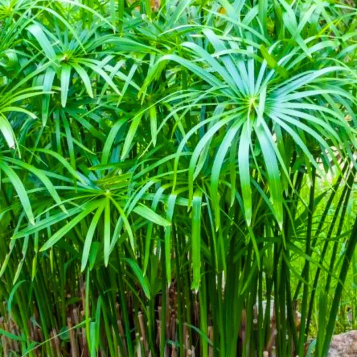 Live Dwarf Umbrella Palm (Cyperus alternifolius gracilis) Bare-root Water Garden Plant