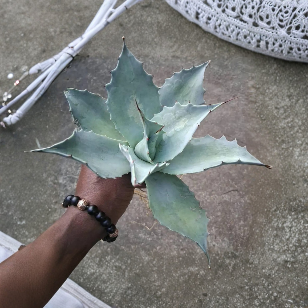 Whale's Tongue Century Plant (Agave ovatifolia) Bare Root Plant - 1