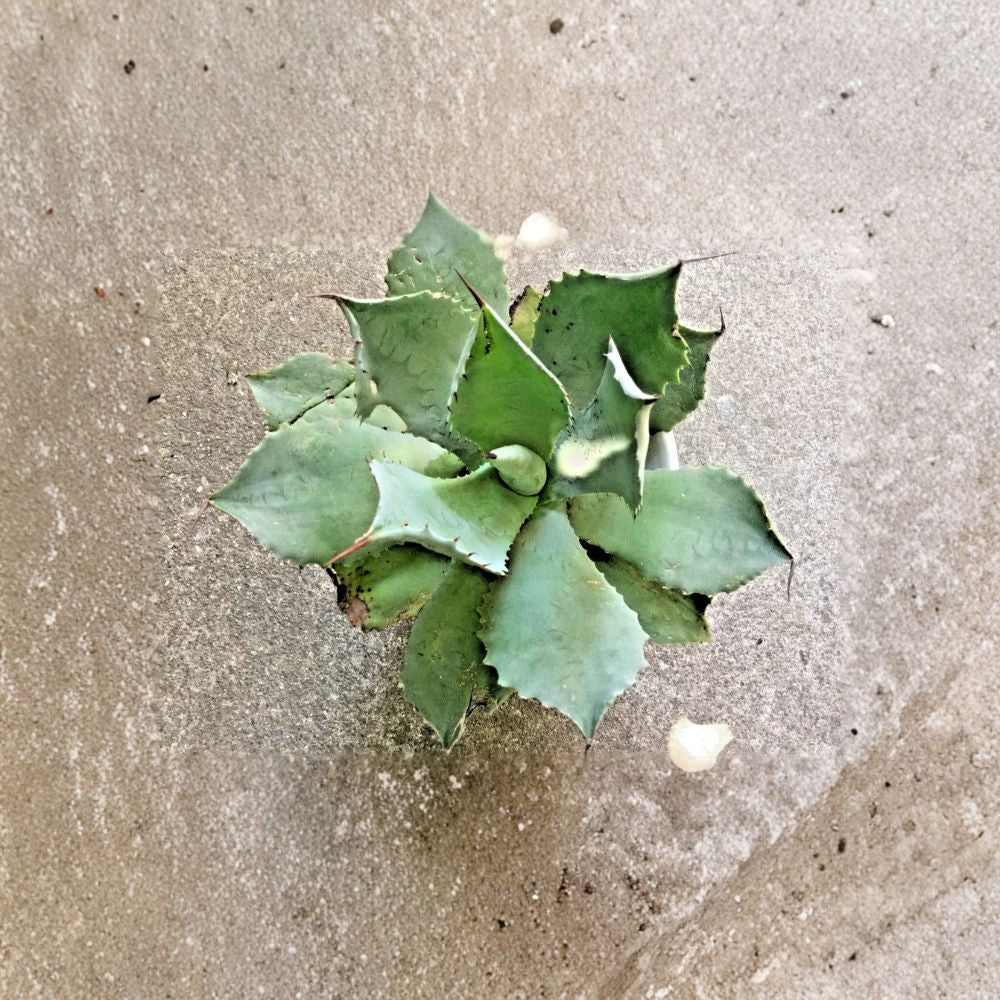 Whale's Tongue Century Plant (Agave ovatifolia) Bare Root Plant - 1