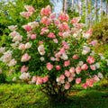 Vanilla Strawberry Hydrangea Cuttings (Unrooted) Hydrangea paniculata 'Renhy' - 5 Fresh