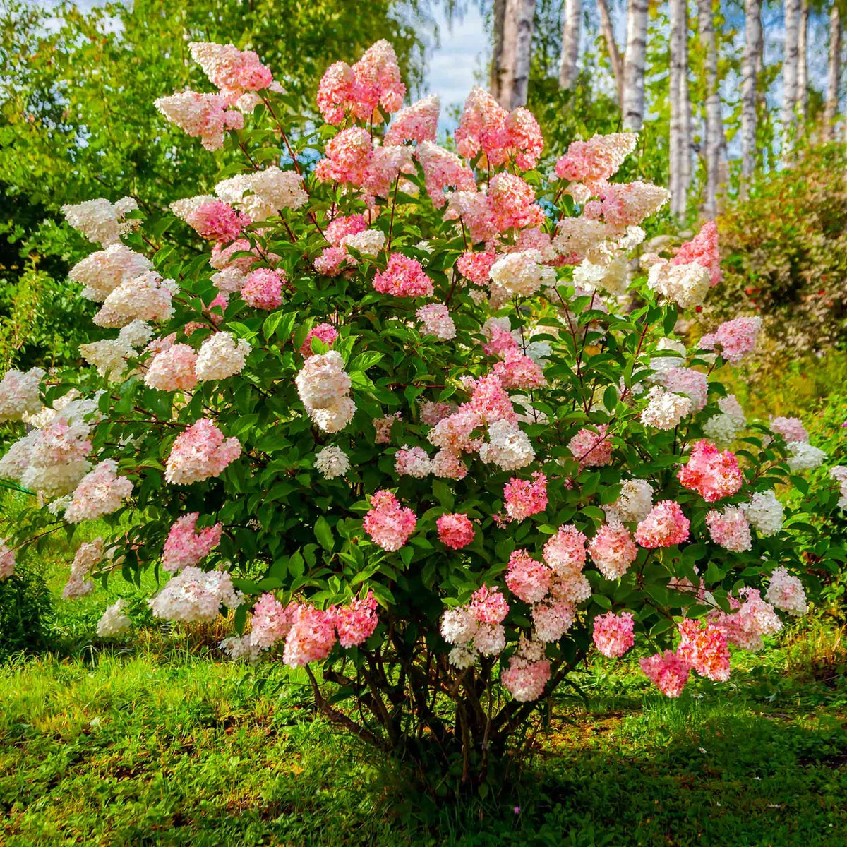 Vanilla Strawberry Hydrangea Cuttings (Unrooted) Hydrangea paniculata 'Renhy' - 5 Fresh