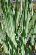 Variegated Cattail Typha latifolia variegata – Bareroot Hardy Aquatic Plant