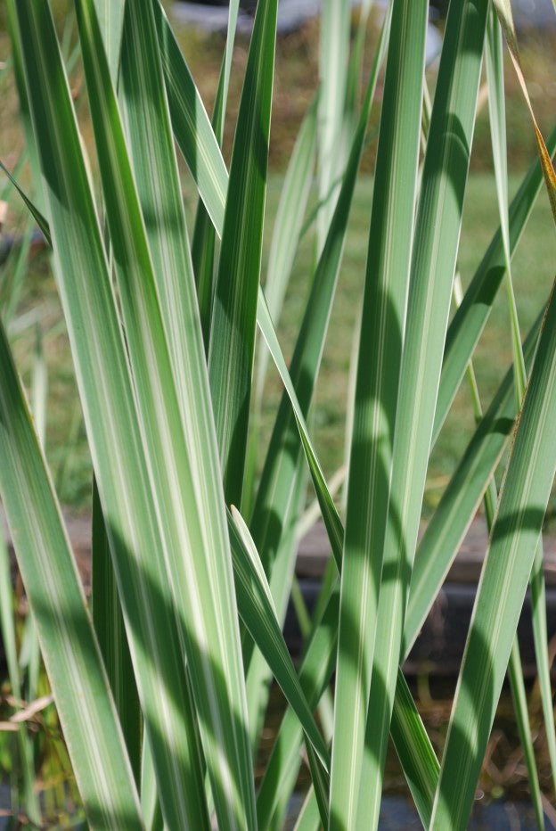 Variegated Cattail Typha latifolia variegata – Bareroot Hardy Aquatic Plant
