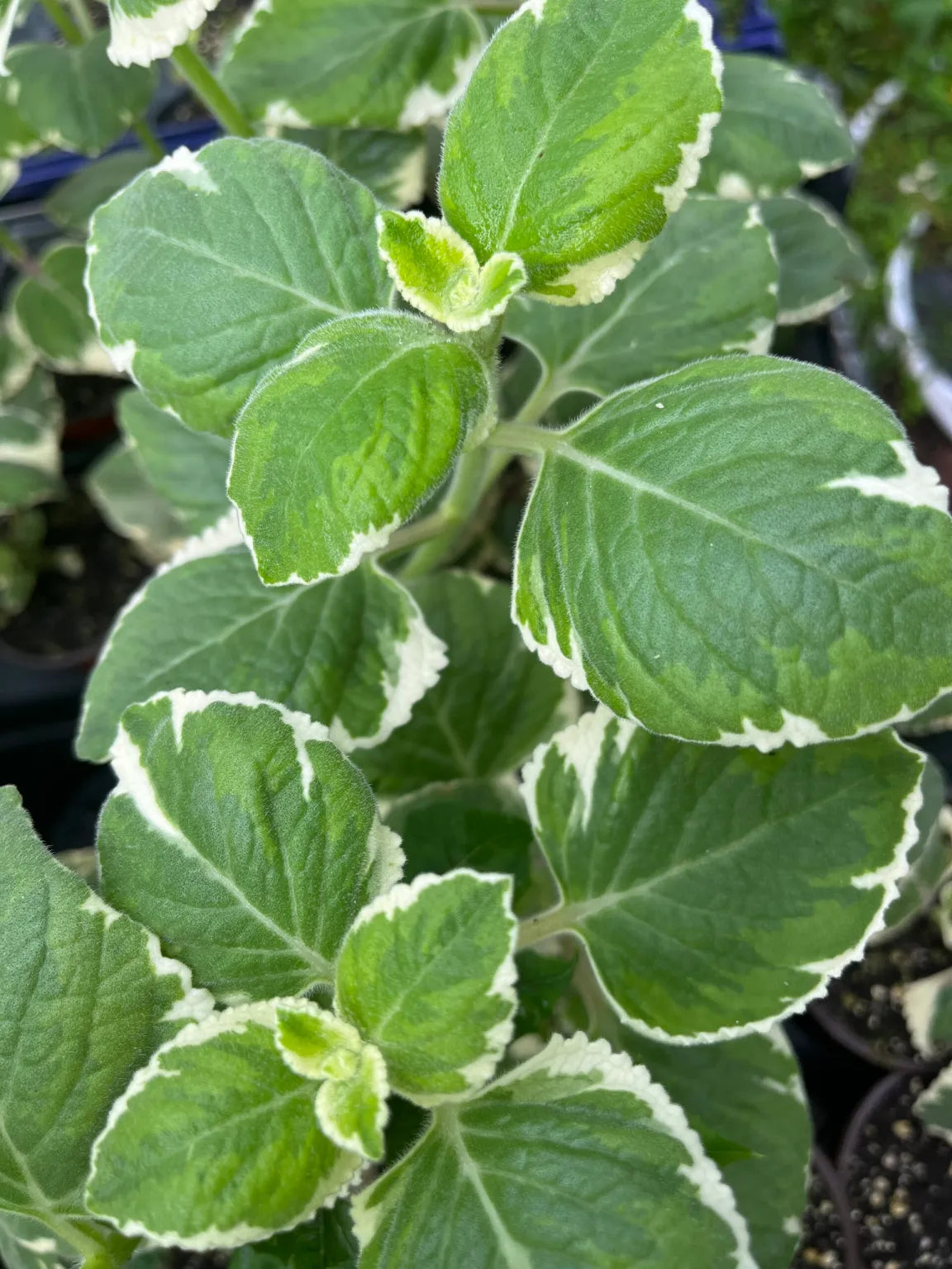Variegated Cuban Oregano Cuttings (Plectranthus amboinicus) – 5 Fresh Unrooted