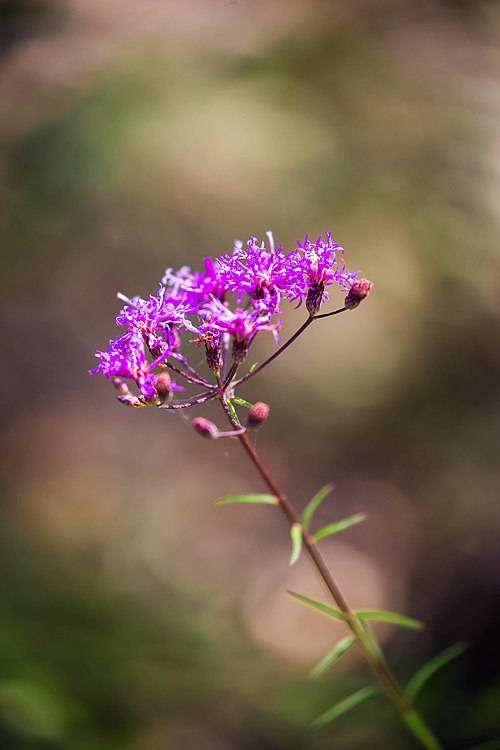 Vernonia angustifolia (Tall Ironweed) Seeds — 100 Non-GMO Native Perennial