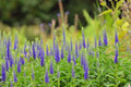 Live Royal Candles Speedwell Veronica spicata - 1 Pint Pot, Deep Blue Spikes, Pollinator Plant