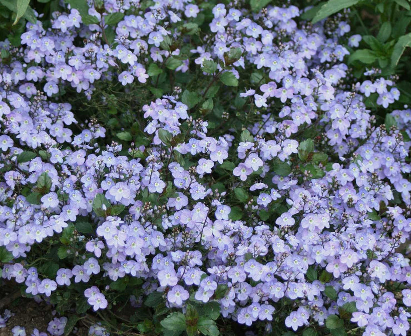 Waterperry Blue Speedwell Veronica 'Waterperry Blue' 4-Inch Live Plant
